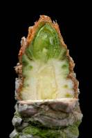 Bourgeon dormant de Gingko CL
